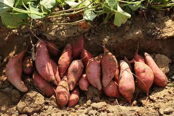 种红薯要不要放肥料