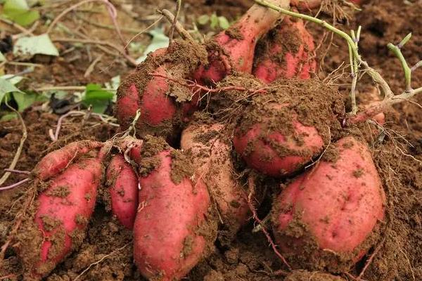 种红薯要不要放肥料