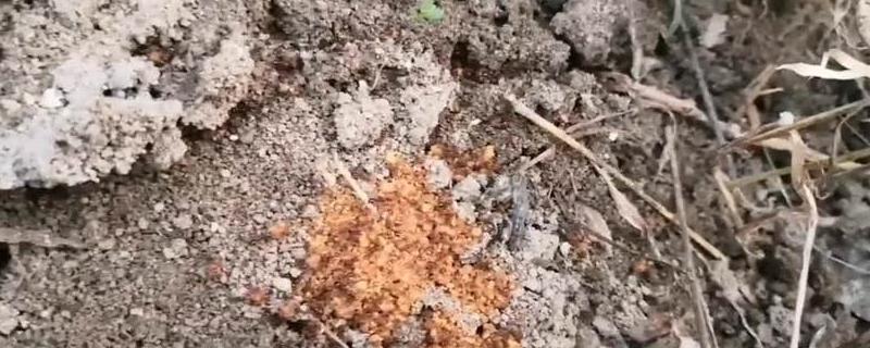 吡虫啉可以杀蚂蚁吗