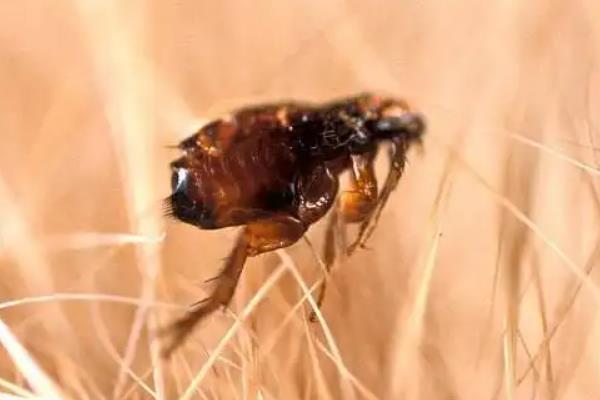 杀虫剂可以杀死跳蚤吗