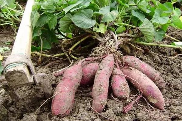 红薯施肥用什么肥料