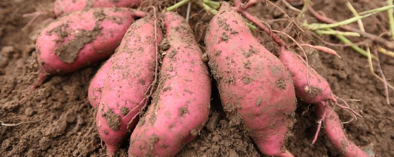 红薯用什么肥料才能高产