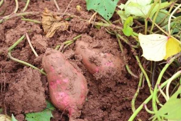 红薯用什么肥料才能高产