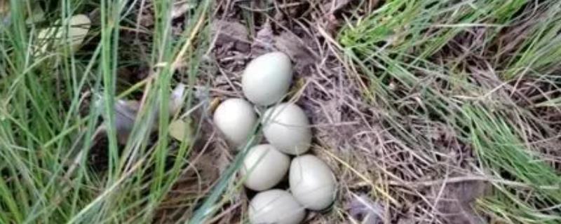 野鸭蛋孵化温度和周期