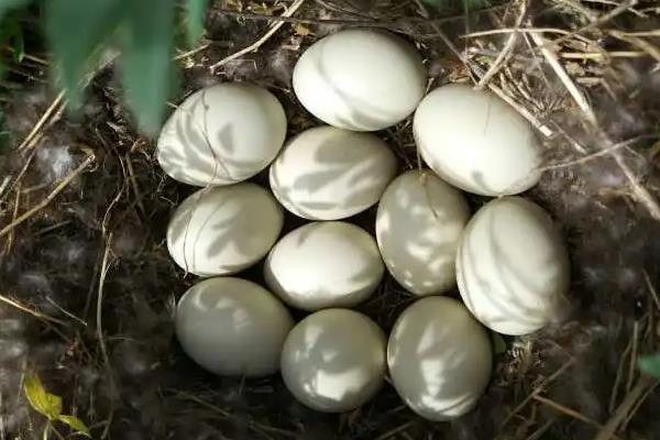 野鸭蛋孵化温度和周期