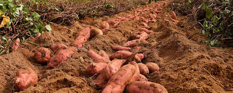 红薯施肥技术