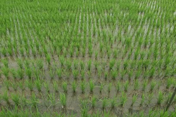 种水稻在什么节气