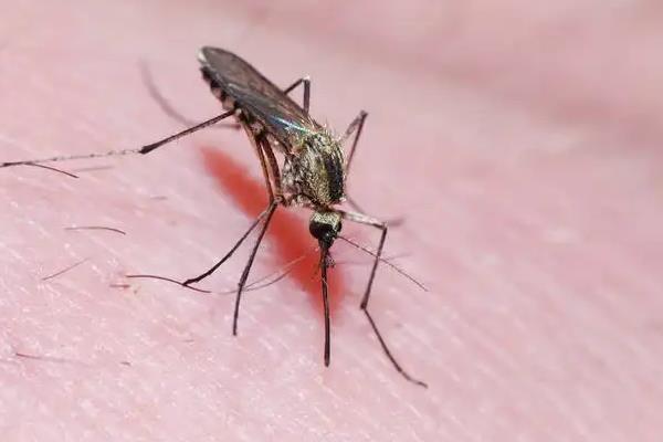 杀虫剂能杀死蚊子吗