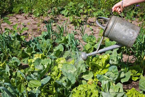 土霉素在农作物上叶面喷施的作用