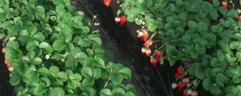 草莓需要哪种肥料