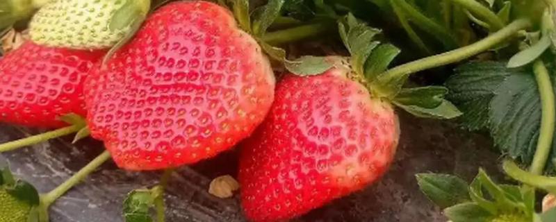 草莓施什么肥料最甜