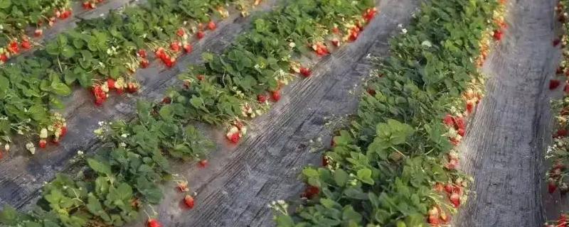 氮肥要兑水施在草莓苗上吗