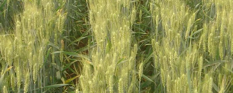 中信麦998小麦品种