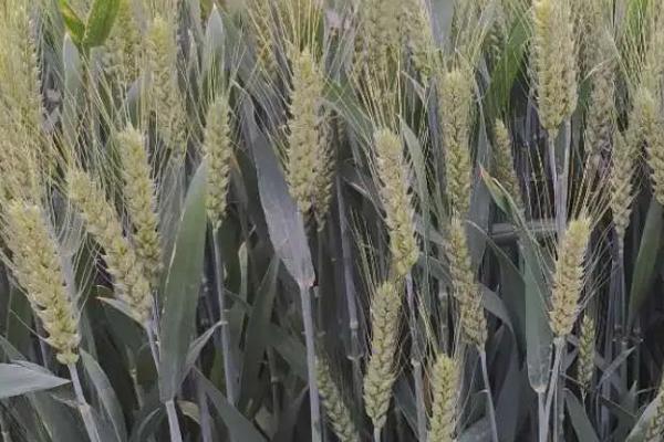 中信麦998小麦品种