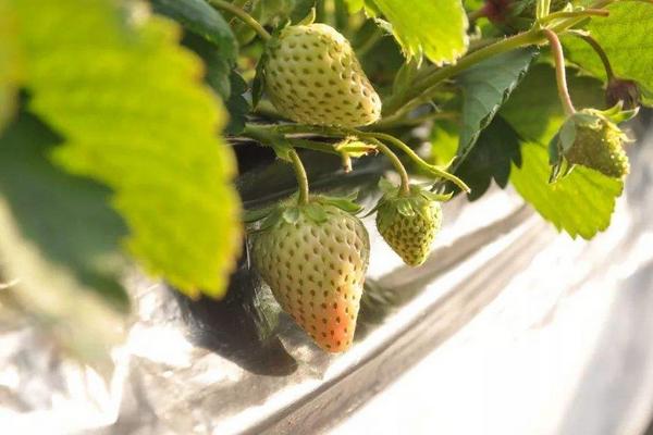 磷肥过多对草莓有影响吗