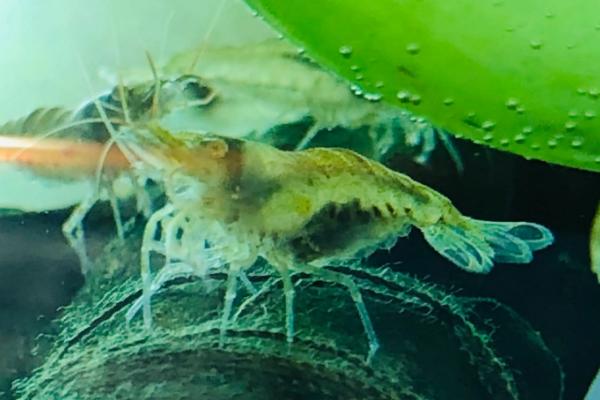 黑壳虾抱卵后多久孵化