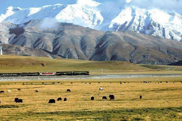 青藏地区发展什么农业
