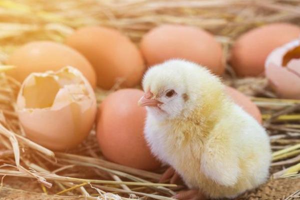鸡蛋孵出小鸡需要多少天