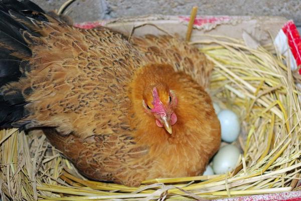 鸡蛋孵出小鸡需要多少天