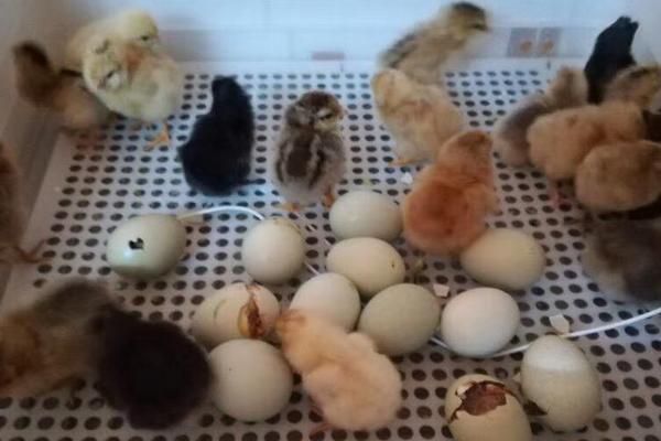 鸡蛋孵化温度和湿度
