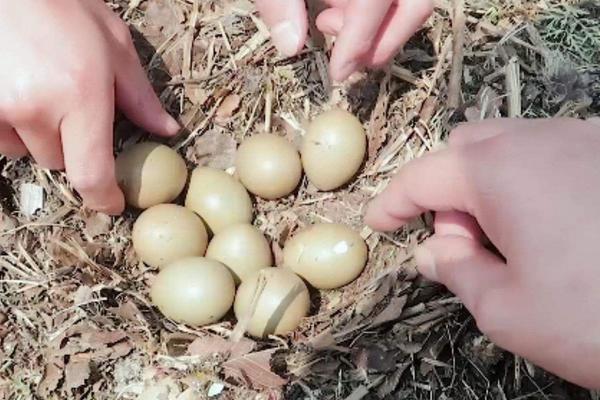 山鸡蛋孵化多少天