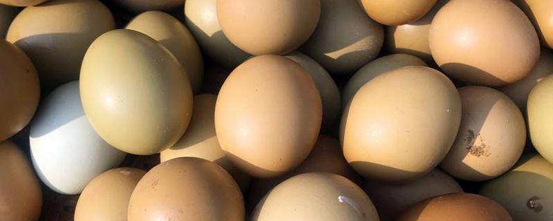 野鸡蛋孵化温度和湿度