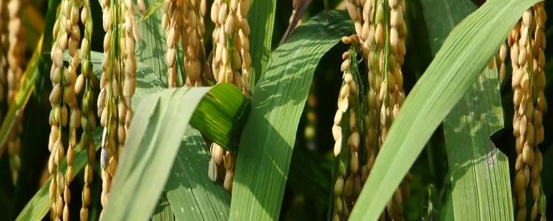 东南亚种植水稻的有利条件